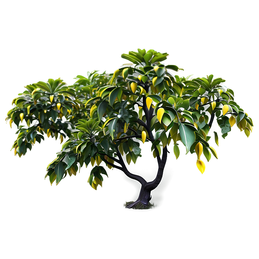 Carambola Tree Png Thx PNG image