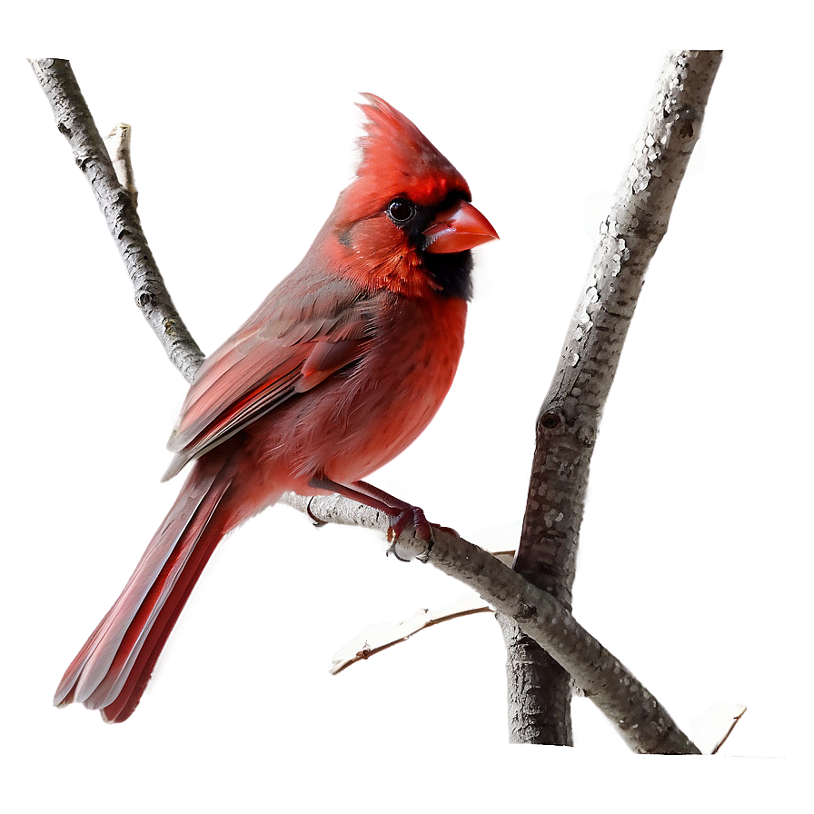 Cardinal Couple Png Lxm92 PNG image