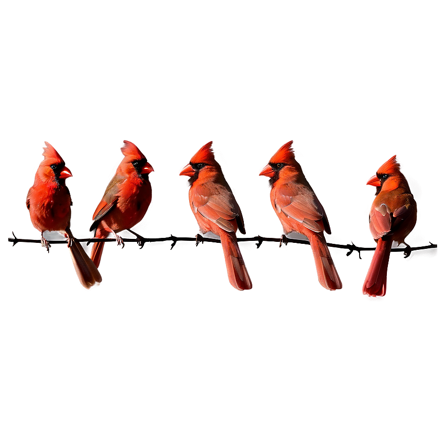 Cardinal Flock Png Oca PNG image