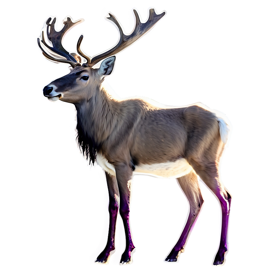 Caribou Family Bonding Png 83 PNG image