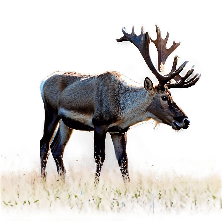 Caribou Feeding In Field Png 64 PNG image