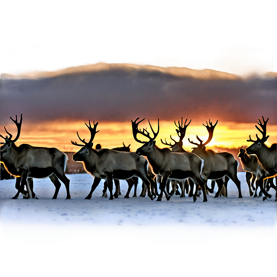 Caribou Herd At Sunset Png Rkm PNG image