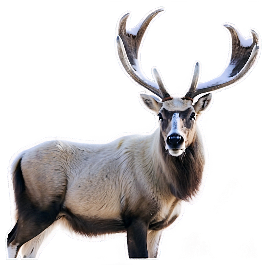 Caribou In Arctic Wilderness Png Bcn37 PNG image