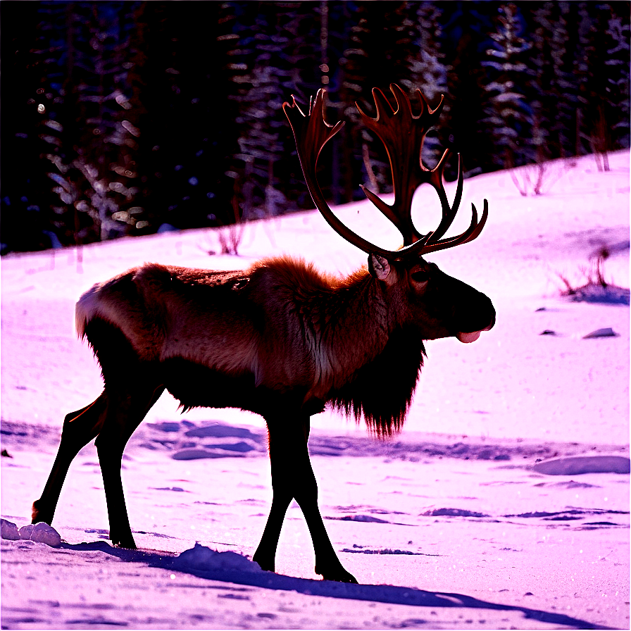 Caribou In Early Spring Png 20 PNG image