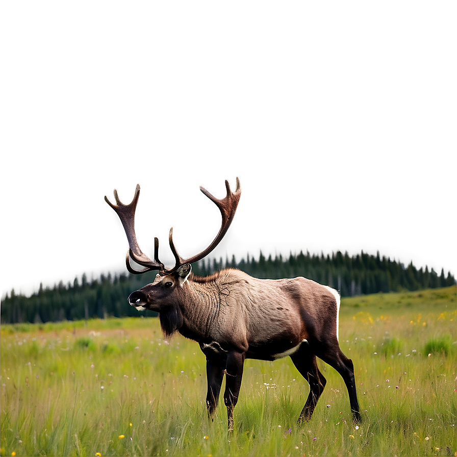 Caribou In Summer Meadow Png Evk88 PNG image