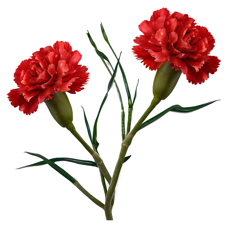 Carnation Cluster Png Bfh PNG image