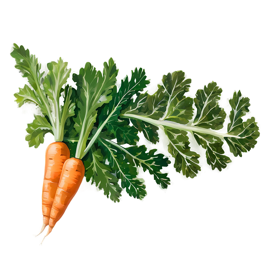 Carrot Leaf Png 60 PNG image