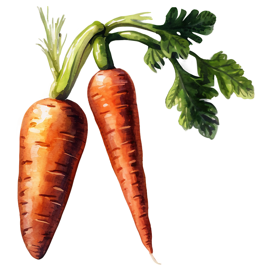 Carrot Watercolor Png Bxs PNG image
