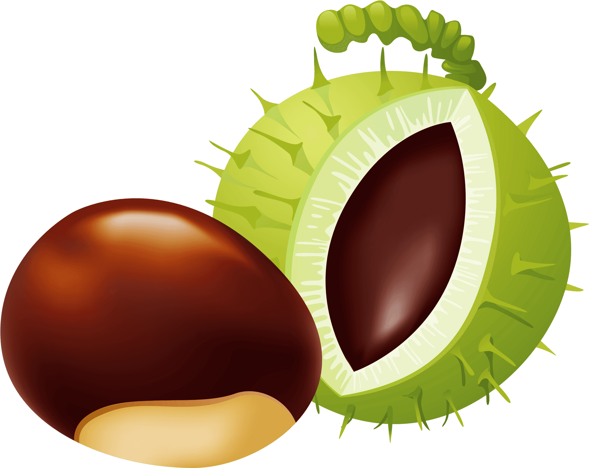 Cartoon Acornand Chestnut PNG image