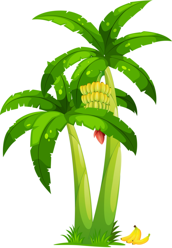 Cartoon Banana Tree With Fruit PNG image