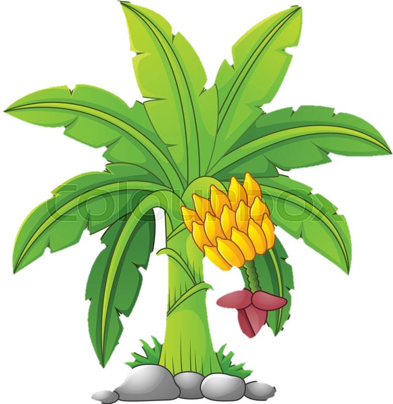 Cartoon Banana Tree With Fruit Cluster PNG image