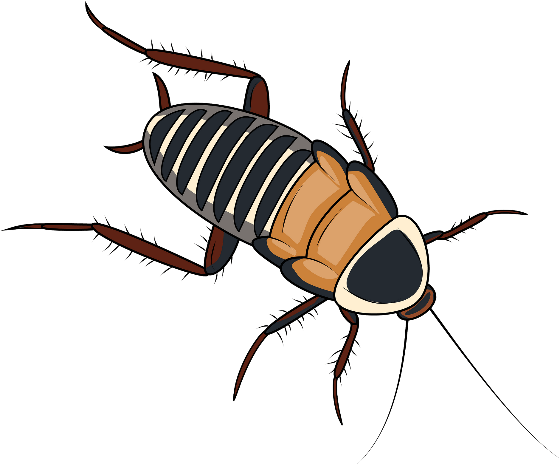 Cartoon Cockroach Illustration PNG image