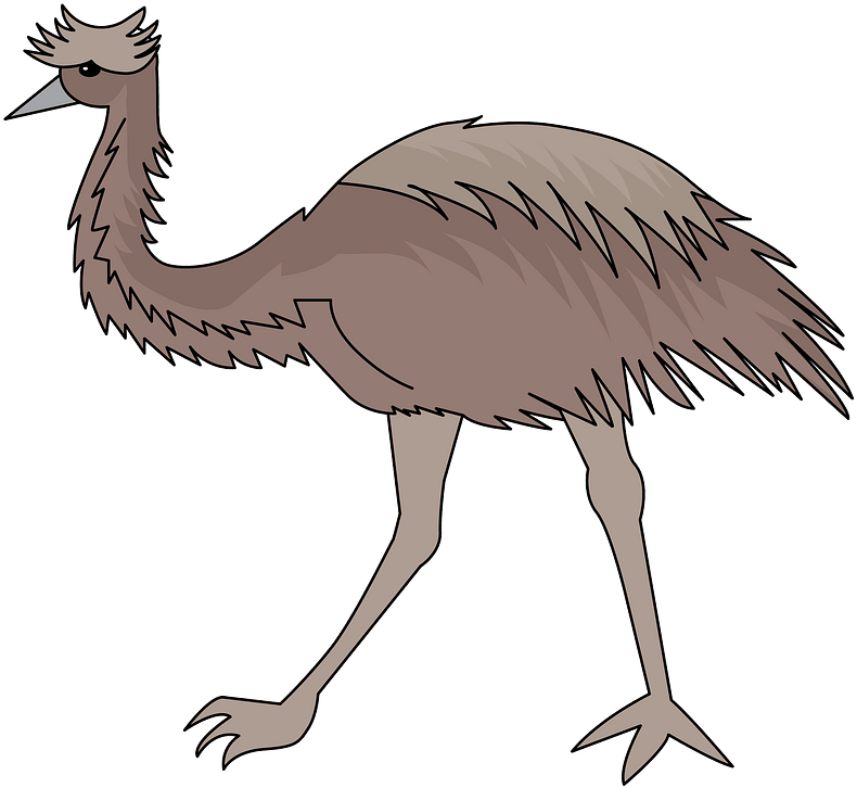 Cartoon Emu Illustration PNG image