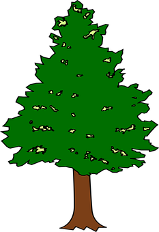 Cartoon Evergreen Tree PNG image