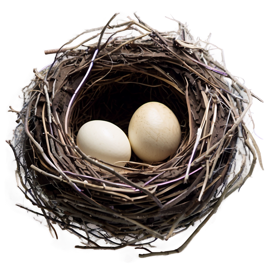 Cartoon Nest Drawing Png 05252024 PNG image