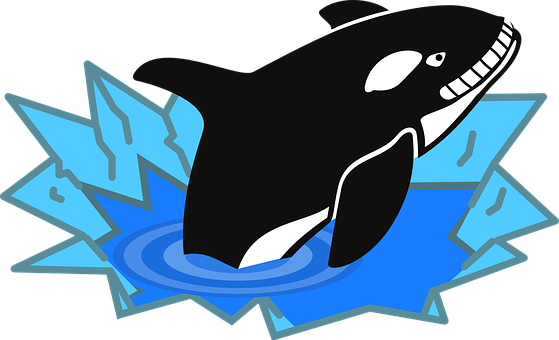 Cartoon Orca Breaking Ice PNG image