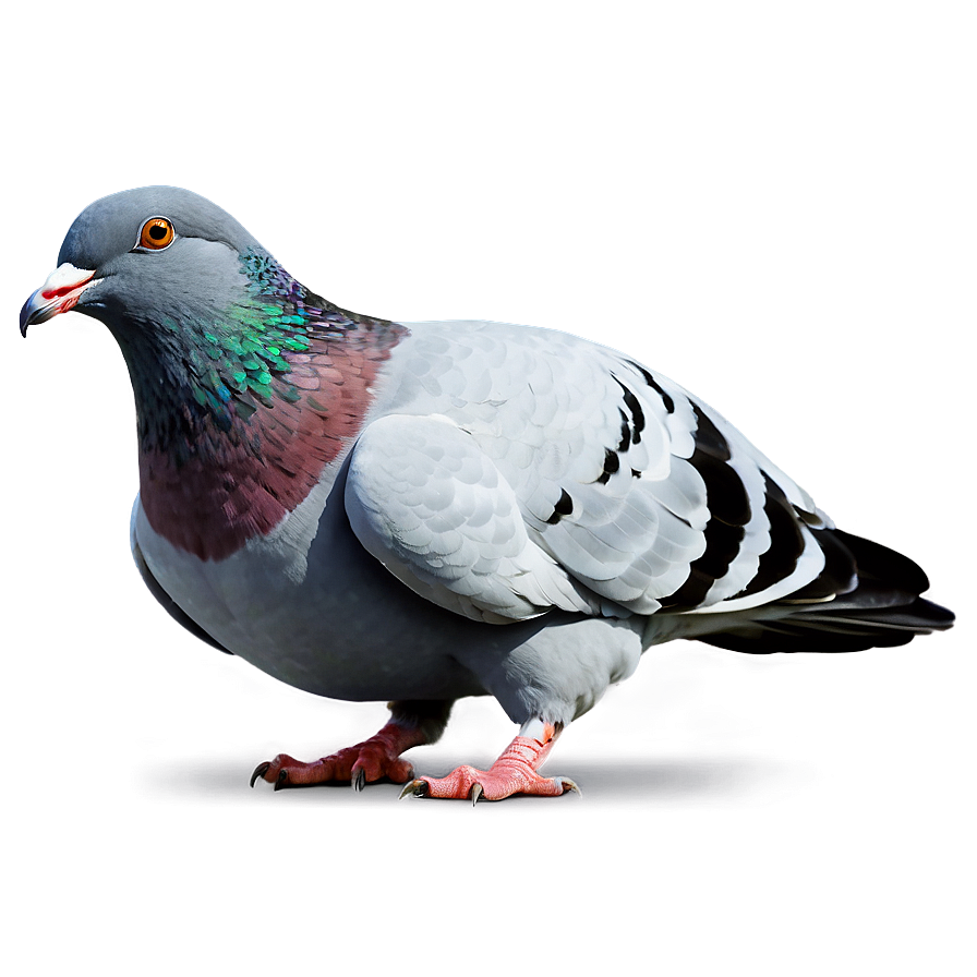 Cartoon Pigeon Png 05242024 PNG image