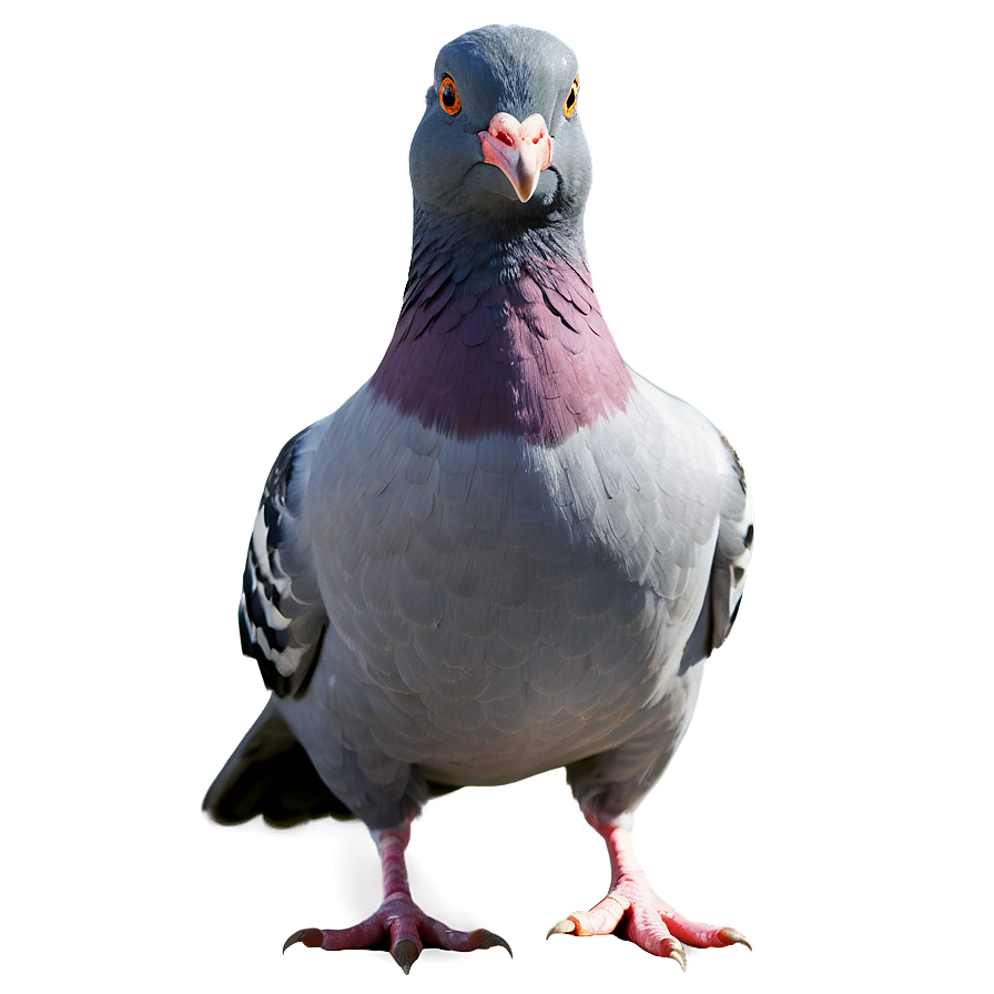 Cartoon Pigeon Png Xht38 PNG image