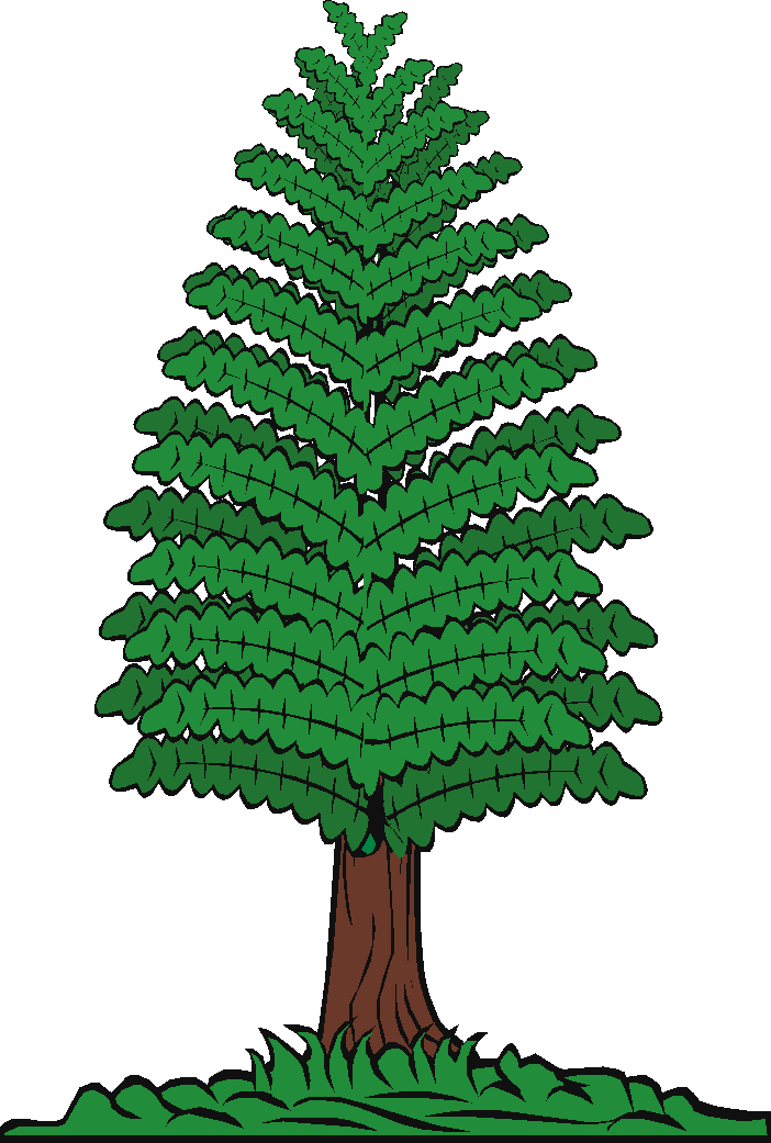 Cartoon Pine Tree Illustration PNG image