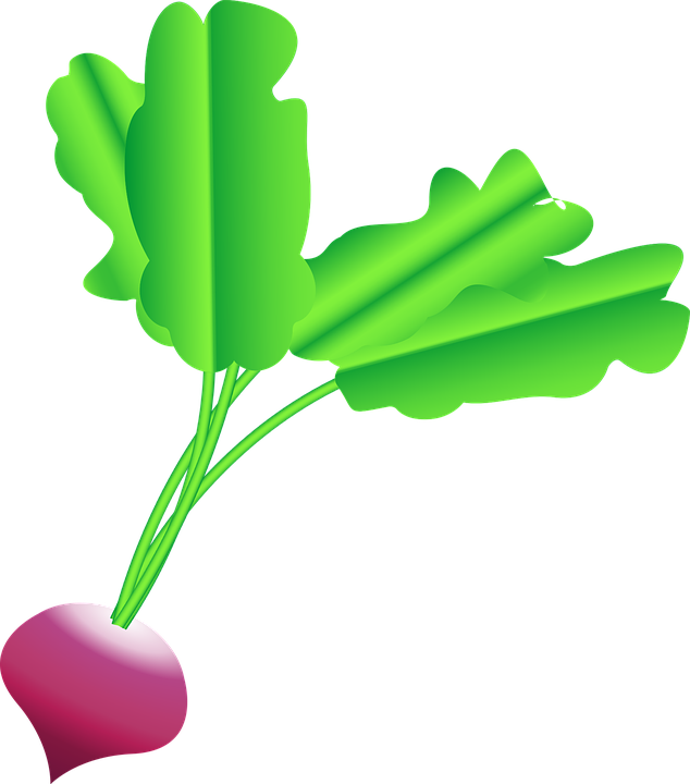 Cartoon Radish Illustration PNG image