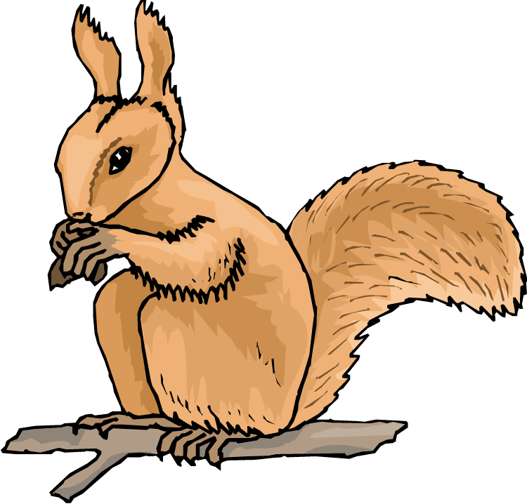 Cartoon Squirrel Eating Nut PNG image