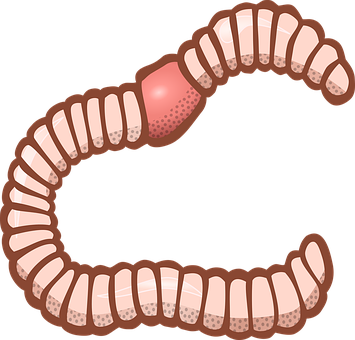 Cartoon Tapeworm Illustration PNG image