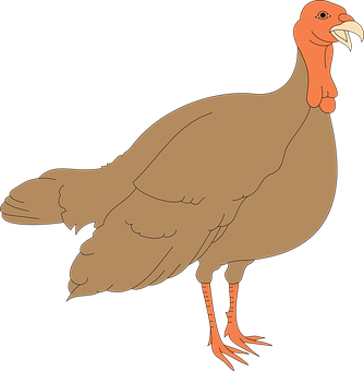 Cartoon Turkey Illustration PNG image