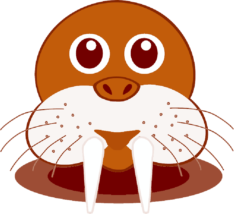 Cartoon Walrus Face Graphic PNG image