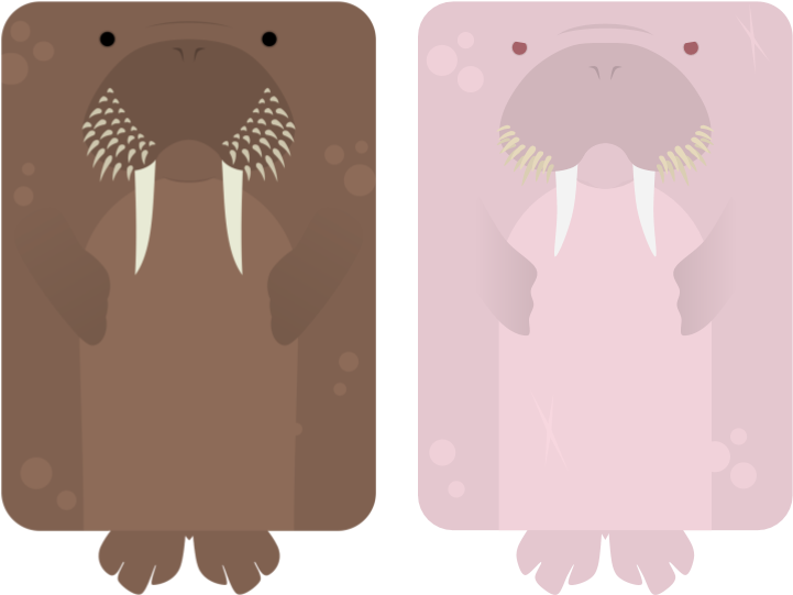 Cartoon Walrus Pair Illustration PNG image