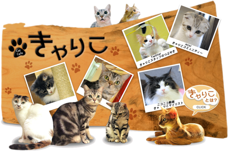 Cat Cafe Collage Japan PNG image