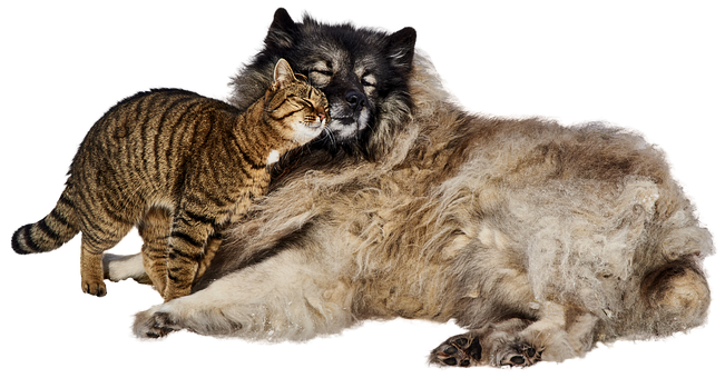 Cat_ Cuddling_ With_ Sleeping_ Dog PNG image