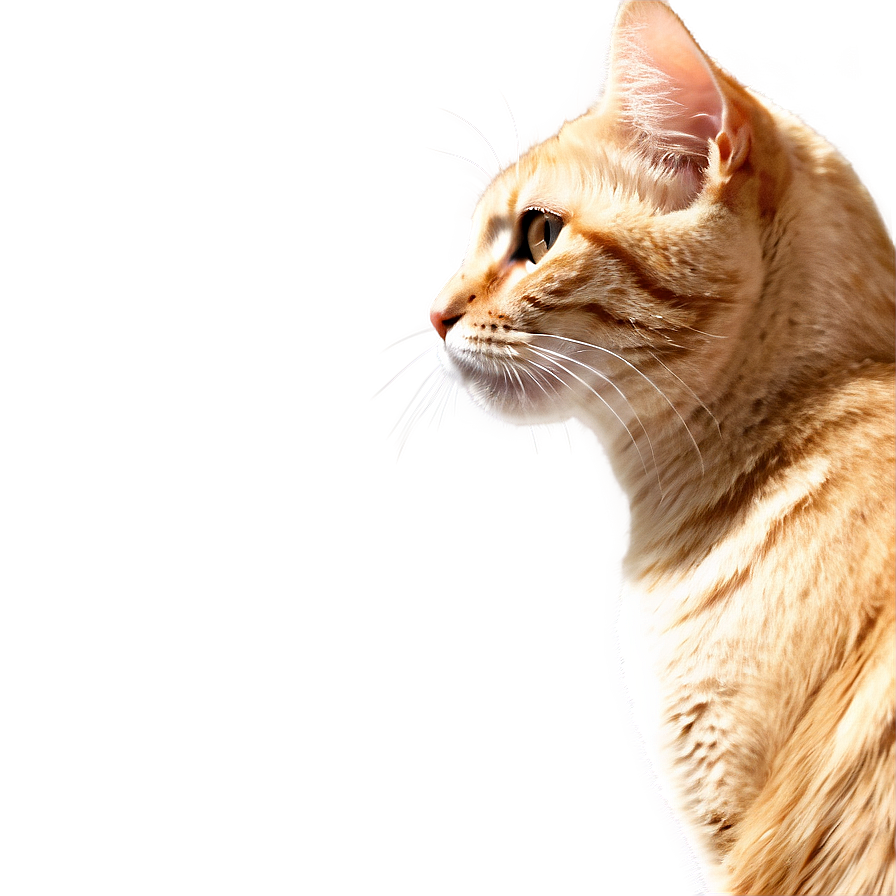 Cat Image A PNG image