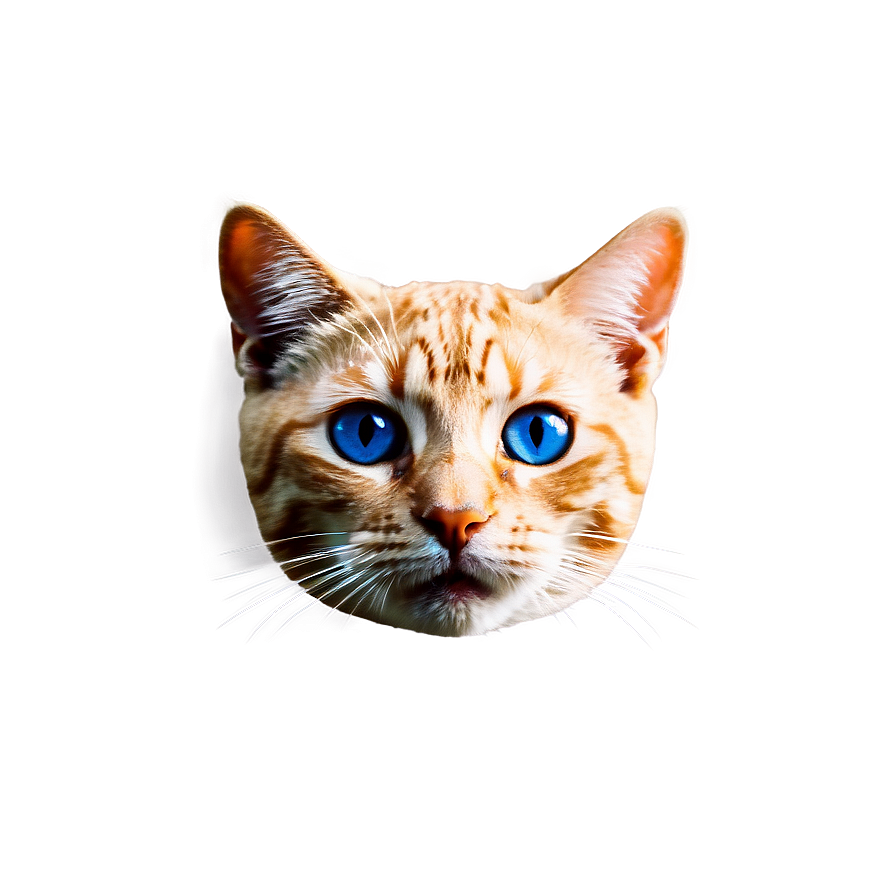 Cat Meme Png 72 PNG image