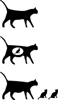 Cat Silhouettein Spotlight PNG image