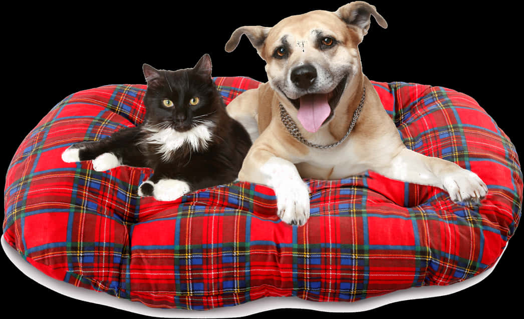 Catand Dog Sharing Bed PNG image