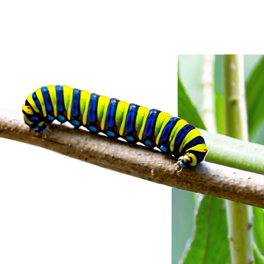 Caterpillar In Habitat Png 78 PNG image