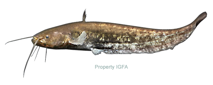Catfish Side View I G F A PNG image