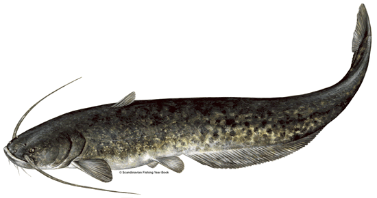 Catfish Side View Illustration PNG image