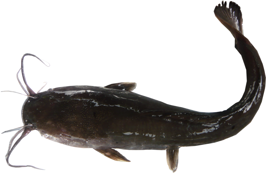 Catfish Side View Transparent Background PNG image