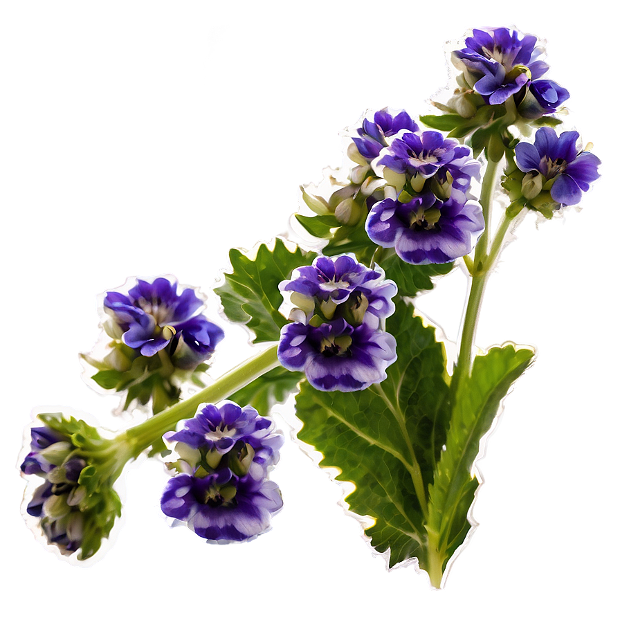 Catnip Flower Blooms Png Hap PNG image