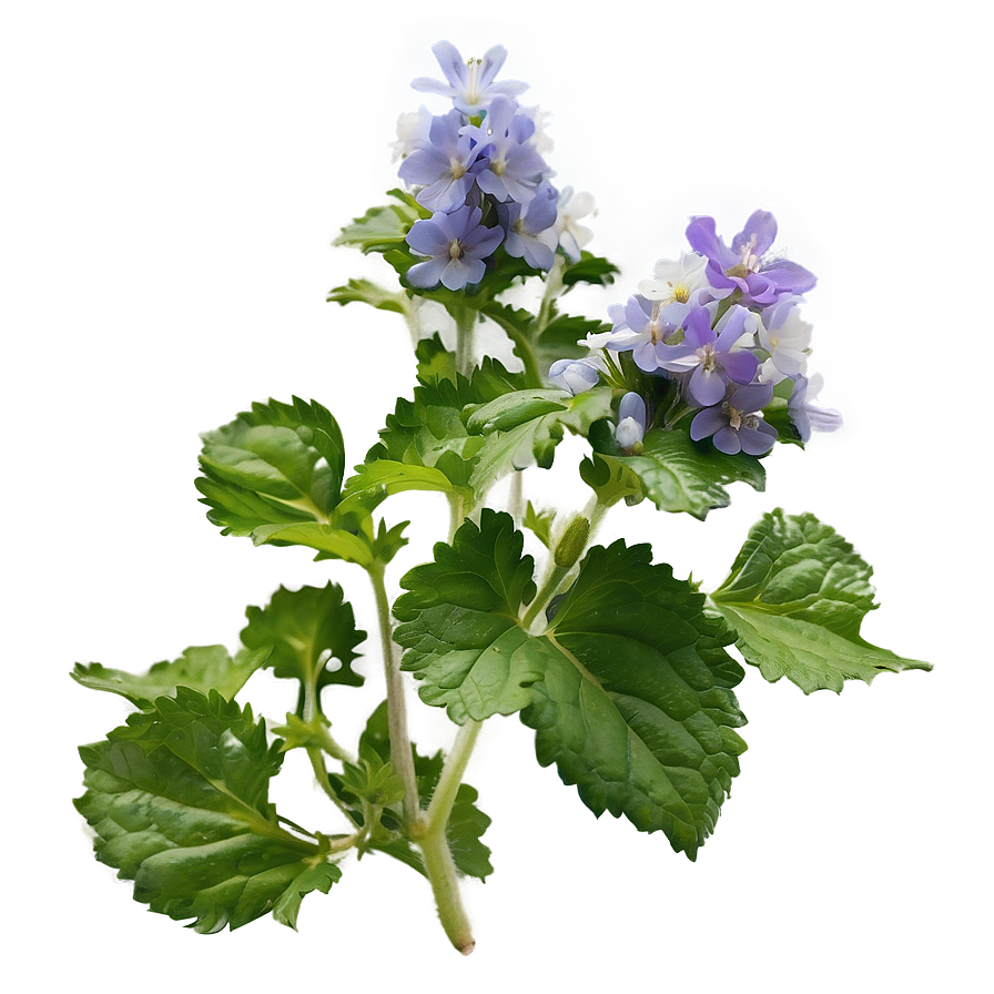 Catnip Flower Blooms Png Yah PNG image