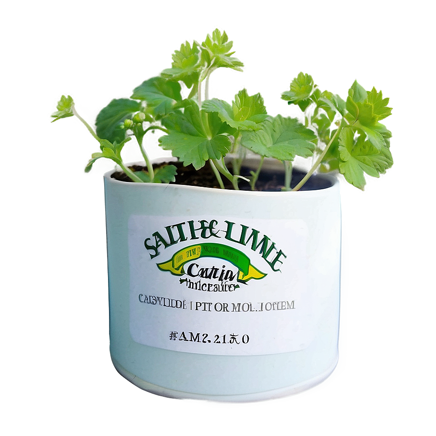 Catnip Growing Kit Png Gwg22 PNG image