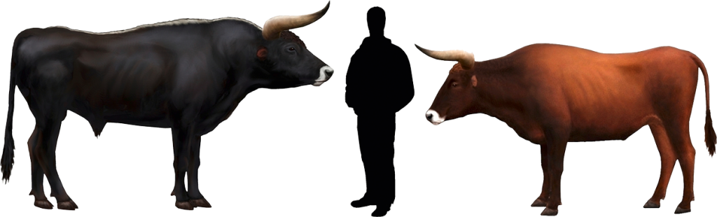 Cattle Comparisonwith Human Silhouette PNG image