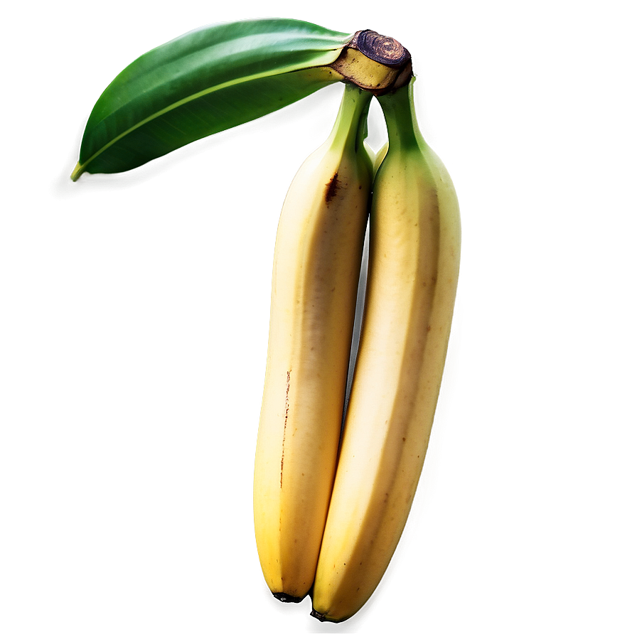 Cavendish Banana Type Png 05042024 PNG image