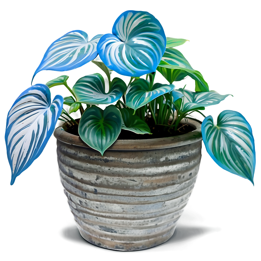 Cebu Blue Pothos Features Png 71 PNG image