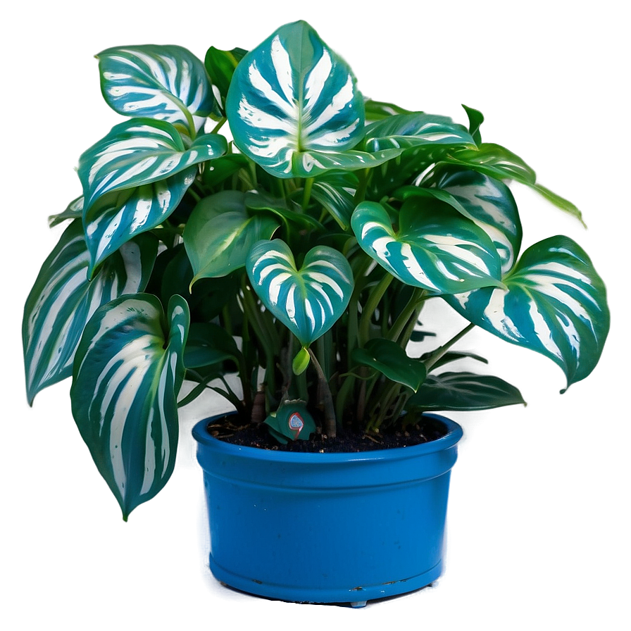 Cebu Blue Pothos Features Png Rwt PNG image