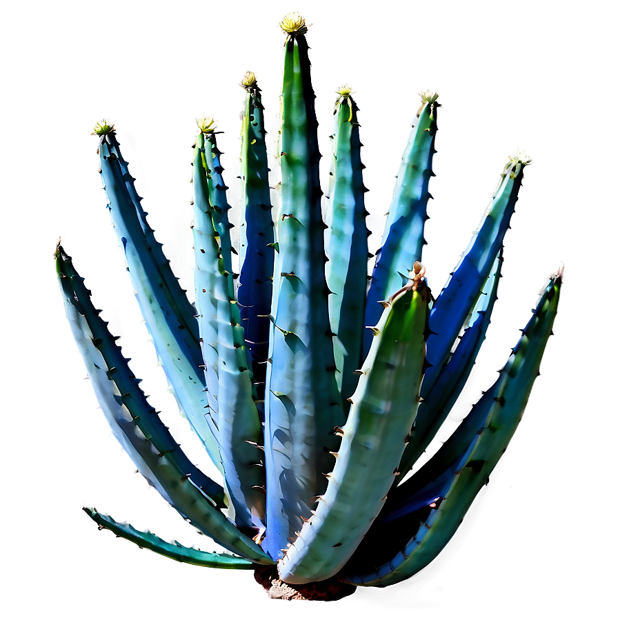 Century Plant Agave Png 06282024 PNG image