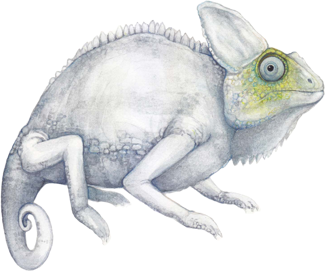 Chameleon Illustration Artwork PNG image