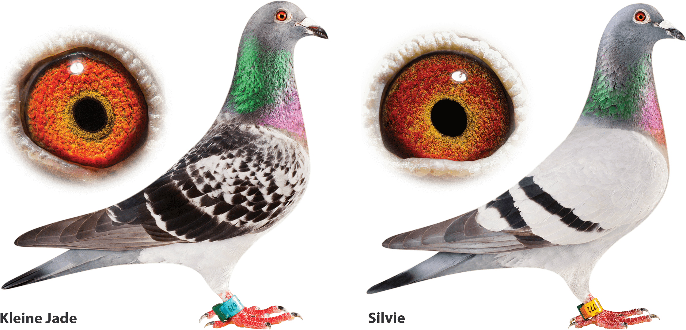 Champion Racing Pigeons With Eye Closeups PNG image