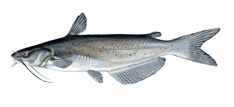 Channel Catfish Illustration PNG image